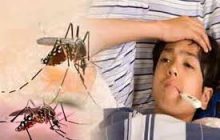 मच्छर से निपटने के लिए नया फरमान, हर संडे मच्छर रोधी दिवस