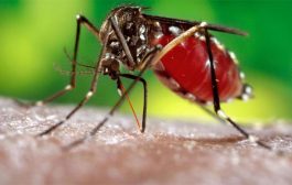 बीएससी छात्र की डेंगू से ट्रामा सेंटर में मौत, दो भाइयों का इलाज जारी