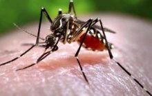 विश्व मलेरिया दिवस : साफ-सफाई से मच्छरों से मिलेगी निजात, निदेशक ने बताया कैसे करें बचाव